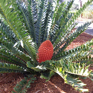 HOLLY LEAF CYCAD