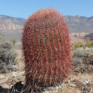 RED BARREL CACTUS