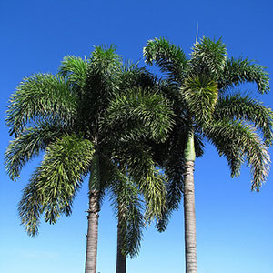 FOXTAIL PALM